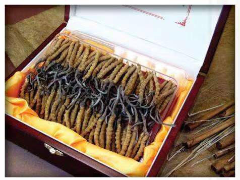 玉泉街道冬虫夏草回收